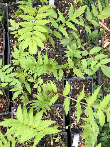 Vista 4 de Smoke Camp Crafts Planta de hierba de valeriana orgánica (Valeriana officinalis) Planta viva en maceta de 2.5 pulgadas, cura, heliotropo de jardín
