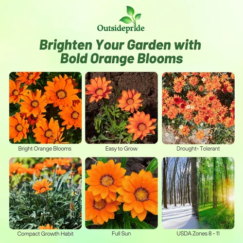 Vista 2 de Outsidepride Kiss Orange Gazania Semillas para plantar – 25 piezas de semillas perennes, de bajo mantenimiento, tolerantes a la sequía para flores
