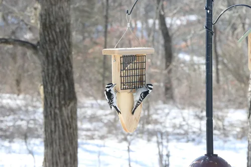 Vista 5 de Kettle Moraine Cedro Single Cake Tail Prop Suet Comedero para pájaros con cable colgante