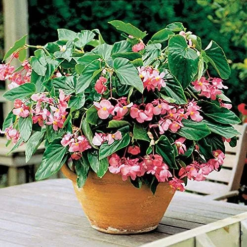Vista 2 de Park Seed Semillas de begonia rosa Dragon Wing, incluye 10 semillas por paquete Ala de dragón rosa