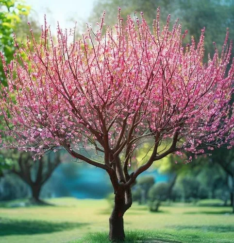 Vista 4 de Prunus persica nemaguard (Nemaguard Peach) Semillas de árboles frutales, portainjertos populares utilizados en el cultivo de melocotoneros, semillas