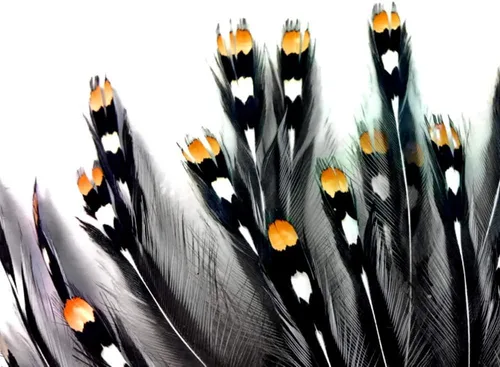 Vista 4 de Moonlight de plumas, plumas sueltas – 10 piezas – Natural plumas de oro Jungle Cock Loose Ojo grande