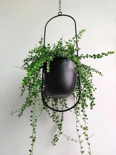 Vista 5 de RISEON Colgador bohemio de metal negro para plantas, maceta colgante de pared y techo de metal, maceta moderna, soporte para macetas de mediados