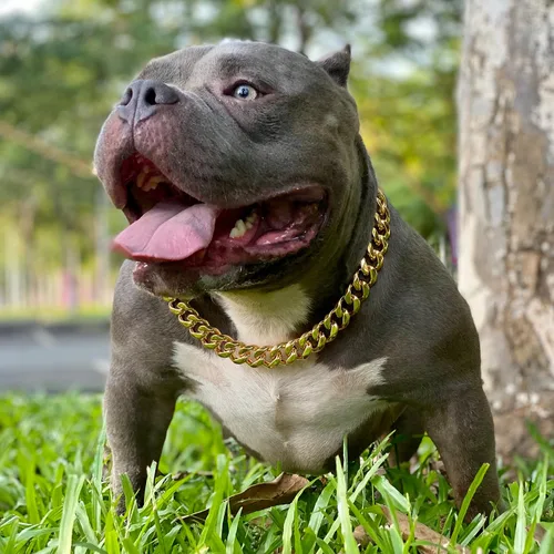 Vista 4 de txprodogchains Collar de cadena para perro grande con hebilla, resistente de 0.748 in de grosor, acero inoxidable, oro de 18 quilates, cadena