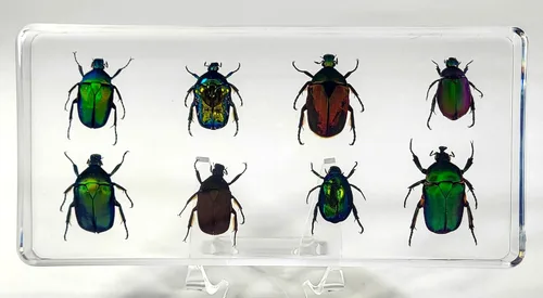 Vista 45 de 44mm Hormiga gigante tropical real en resina de lucita transparente cristalina, espécimen preservado Pseudoneoponera Rufipes, taxidermia