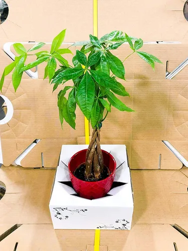 Vista 4 de Cajas de cartón para entrega - Cajas de entrega de flores (8"x 8"x 4") - Se vende en paquete (10)