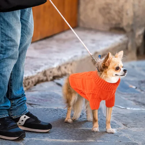 Vista 136 de Queenmore - Suéter de punto trenzado con cuello alto para perros pequeños, para climas fríos, para chihuahua, bulldog, teckel, carlino y yorkie, XS
