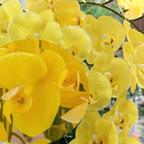 Vista 5 de FagusHome Phalaenopsis - 6 flores artificiales de orquídeas artificiales de 32 pulgadas, flores falsas para decoración del hogar (amarillo)