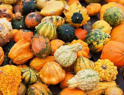 Vista 5 de Semillas Vegetales Calabaza Ornamental Mix - 10 Semillas