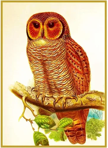 Vista 17 de Canguros australianos John Gould Counted Patrón de punto de cruz