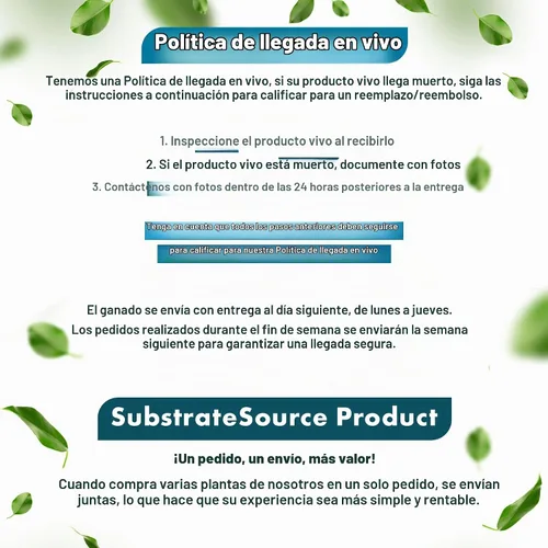 Vista 2 de SubstrateSource Bucephalandra Brownie Phantom - Planta de acuario viva – Decoración natural de pecera de agua dulce, decoración acuática