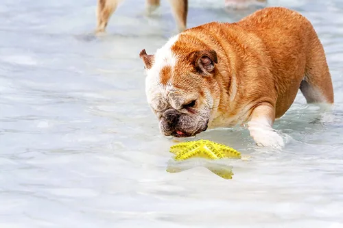 Vista 5 de Carllg Juguetes para perros para masticadores agresivos, cepillo de dientes de limpieza de dentición para perros, juguetes duraderos interactivos