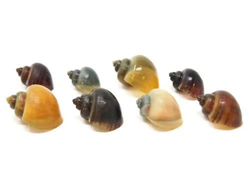 Vista 15 de Aquatic Arts Paquete de 15 caracoles misteriosos multicolor de lujo Sustrato de acuario más claro/raspador Filtro de tanque Nano Seguro