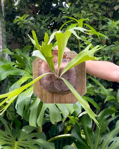 Vista 6 de Air Plant Shop Helecho cuerno de ciervo montado en una tabla de cedro - al por mayor y a granel - Live Platycerium bifurcatum - Plantas