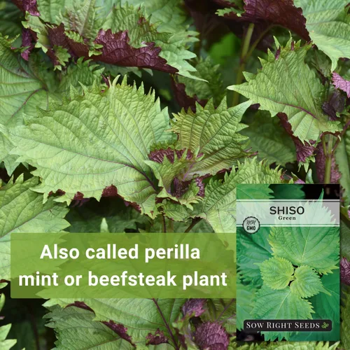 Vista 3 de Sow Right Seeds - Semillas de Shiso verde para plantar - Semillas de perilla Shiso japonés - Hoja de perilla de reliquia sin OMG - Ideal
