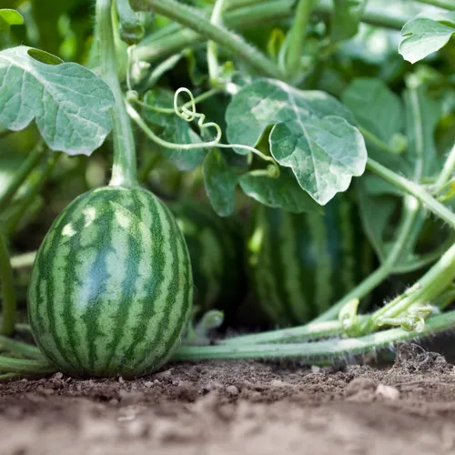 Vista 3 de Brownie Brand Sugar Baby - Semillas de sandía – Variedad de melón dulce, compacta y de alto rendimiento para jardinería en el hogar – Perfecto