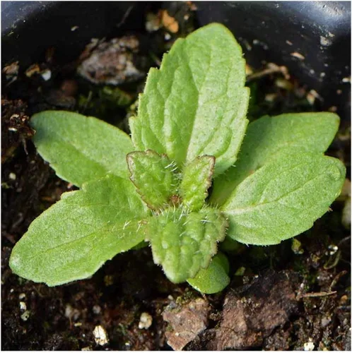 Vista 3 de Everwilde Farms - Semillas de flores silvestres nativas Boneset de 1 onza - Gold Vault
