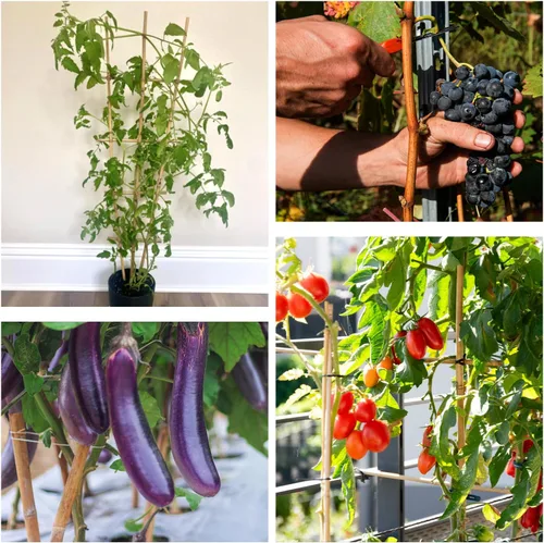 Vista 5 de Estacas para plantas de 3 pies, estacas de bambú natural, 25 estacas