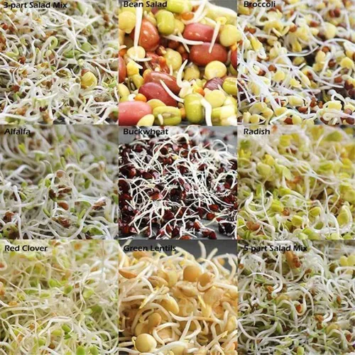 Vista 4 de Handy Pantry Organic Sbrouting Seed Mix – 2.5 lb – 10 variedades: Alfalfa Frijol mung, brócoli, lentejas, trébol, trigo sarraceno, rábano