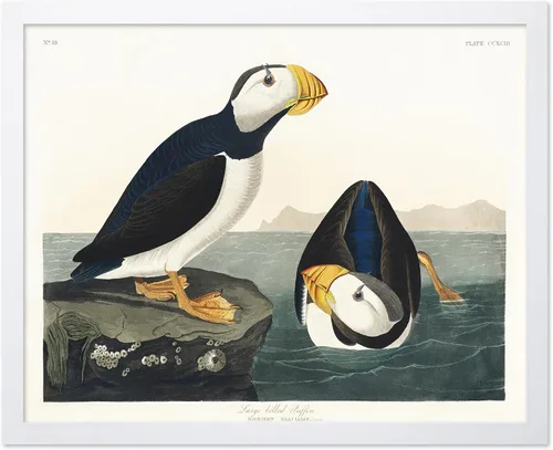 Vista 59 de Poster Master Póster vintage de James Audubon – Impresión retro de amargo americano – Arte de aves de América – Regalo para hombres, mujeres