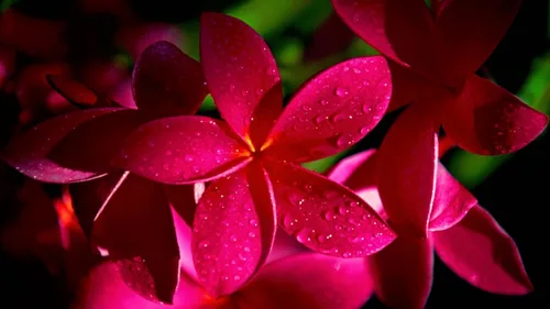 Vista 2 de Planta de corte rojo Plumeria Frangipani Hawaii Cx8