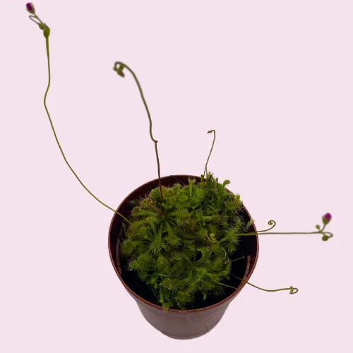 Vista 7 de BubbleBlooms Drosera, Sundews, Planta carnívora rara, en 2 pulgadas Pot Capensis Cape