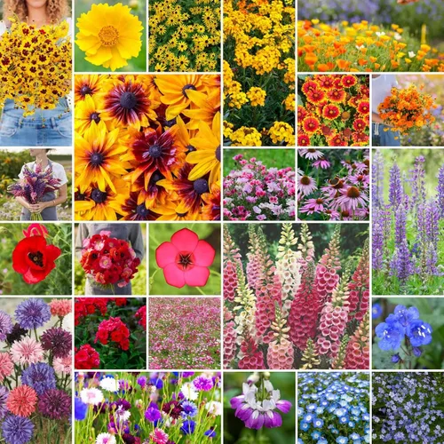 Vista 12 de Eden Brothers Native Western Xeriscape - Mezcla de semillas de flores