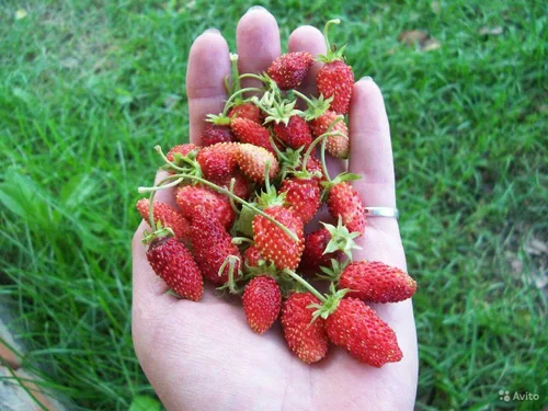 Vista 5 de Semillas Alpine Strawberry Aleksandria Red Everbearing Bayas de interior Frutas para plantar sin OMG