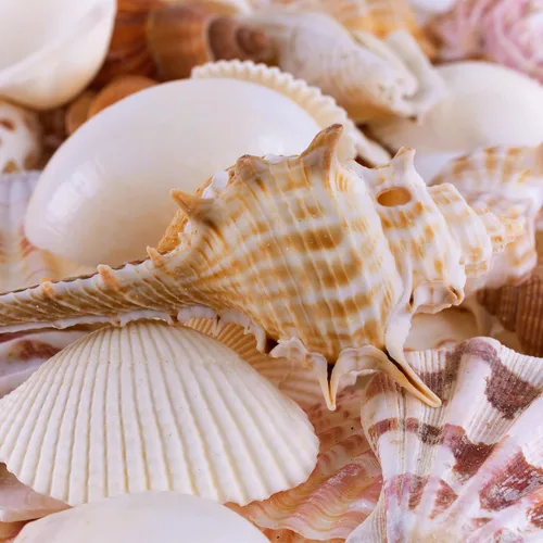Vista 2 de Surtido de caracoles y conchas de mar, diferentes tamaños hasta 2 pulgadas, bolsa de 50 conchas de mar