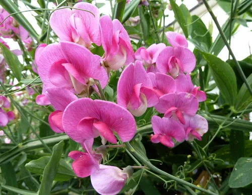 Vista 2 de Semillas Flores Sweet Pea Anual - 10 Semillas