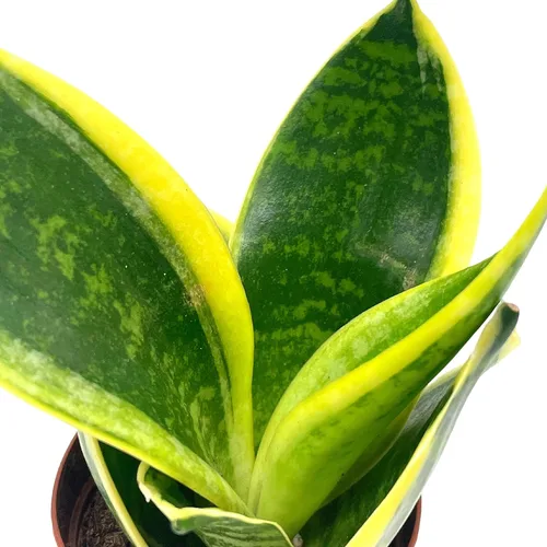 Vista 4 de BubbleBlooms Planta de serpiente varigada en una maceta de 2 pulgadas Sansevieria Dracaena trifasciata Tiny Mini Pixie Plant