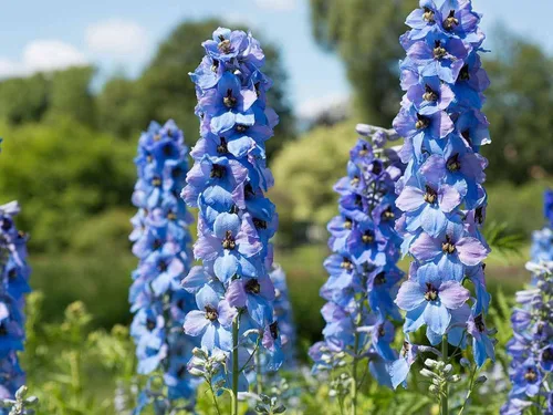 Vista 6 de Semillas Blue Tall Delphinium - Flores anuales para plantar