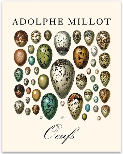 Vista 5 de Lone Star Art Adolphe Millot Oeufs Vintage Bird Egg Illustration 11x14 Framed Poster Ready to Hang Scientific Artwork
