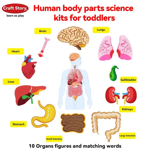 Vista 4 de Craftstory Partes del cuerpo de enseñanza historias de tablero de fieltro para niños pequeños, manualidades de artes, juguetes para niños