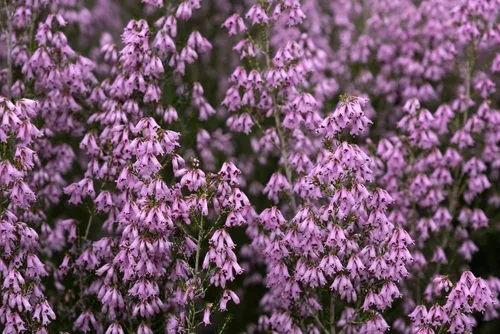 Vista 2 de Bulbos de campana rosa española para plantar, Hyacinthoides Hispanica Pink, flores perennes fáciles de cultivar para jardín o cultivo