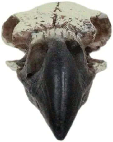 Vista 4 de Ebros Gift Huginn and Muninn - Colgante pequeño de relicario, cuervo cuervo, calavera, talismán, accesorio de joyería, osario, escultura macabra