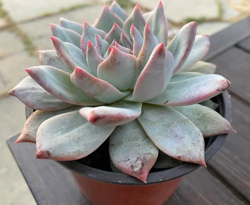 Vista 4 de Live Echeveria Blue Bird - Planta suculenta de 4 pulgadas, baja agua, tolerante a la sequía con tierra, floración durante todo el año, verde