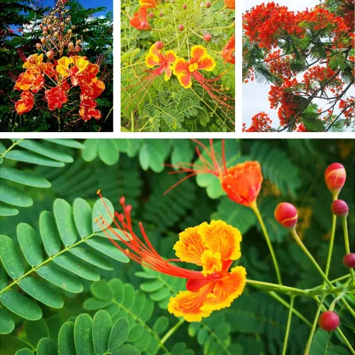 Vista 2 de 5 semillas de ave mexicana roja del paraíso, flor de pavo real, orgullo de Barbados, Flos Pavonis, semillas de poinciana enana - Atrae polinizadores