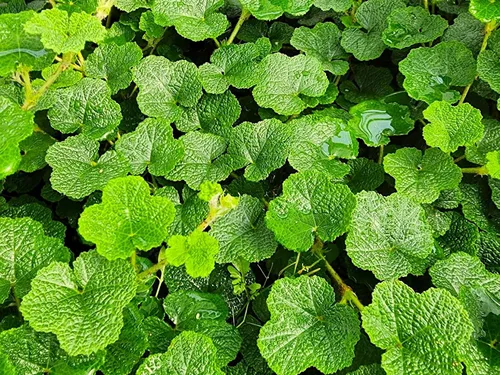 Vista 11 de Greenwood Nursery: Plantas vivas de cobertura del suelo - Bugleweed Blueberry Muffin + Ajuga Reptans - [Cantidad: 1x Maceta de Pinta]