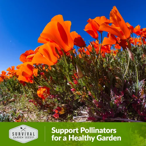 Vista 5 de Paquete de 1 semilla de amapola Mikado California para plantar, paquete con instrucciones para cultivar amapolas rojas en tu huerto casero, variedad