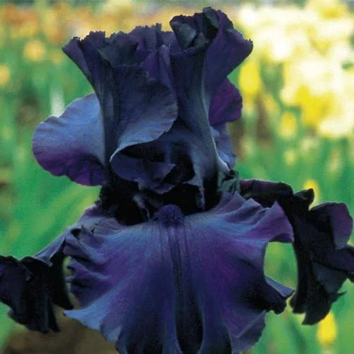 Vista 2 de (3) Raíces de iris barbudo mixtas de lujo, rizomas, plantas, comienzos, para flores espectaculares año tras año