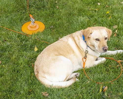 Vista 8 de Cable de amarre para perros IntelliLeash Products, múltiples longitudes y valoraciones de peso disponibles.