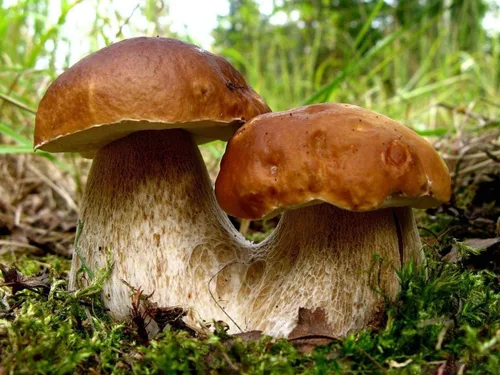 Vista 9 de Semillas Porcini Mushroom King Bolete Mycelium Spawn Kit de esporas secas para plantar sin OMG