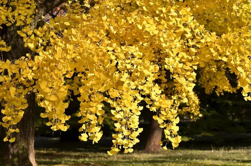 Vista 4 de 10 semillas de hierba de fruta de naranja de otoño de Ginkgo BILOBA árbol de culantrillo amarillo