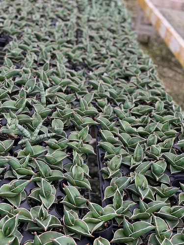 Vista 8 de BubbleBlooms Sansevieria Samurai - Planta de serpiente de espada azul enana en una maceta de 2 pulgadas, mini-duendecillo