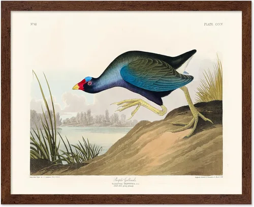 Vista 36 de Poster Master Póster vintage de James Audubon – Impresión retro de amargo americano – Arte de aves de América – Regalo para hombres, mujeres