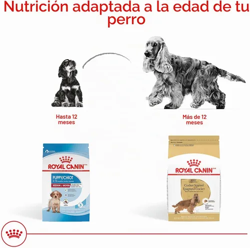 Vista 7 de ROYAL CANIN Cocker Spaniel Alimento seco para perros adultos, bolsa de 6