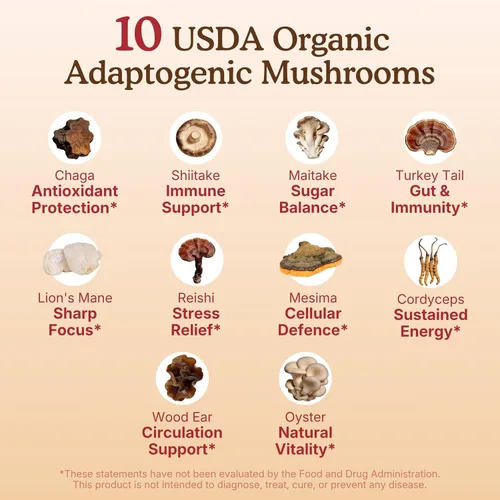 Vista 5 de Suplemento orgánico USDA de 10 hongos en polvo, enfoque y apoyo inmunológico 100% cuerpo fructífero, melena de león, cordyceps, hongo reishi