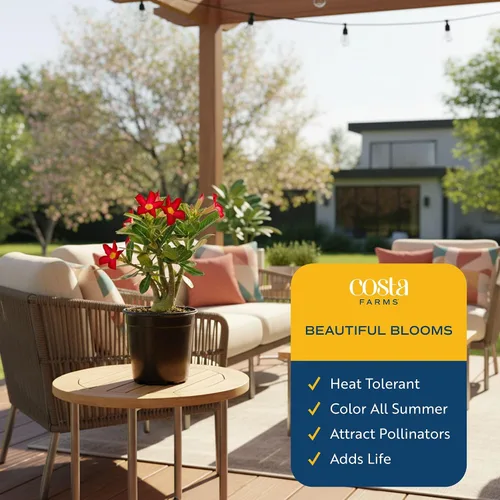 Vista 4 de Costa Farms Desert Escape Desert Rose - Planta suculenta viva de 16 a 21 pulgadas de alto, planta de interior o jardín al aire libre para patio