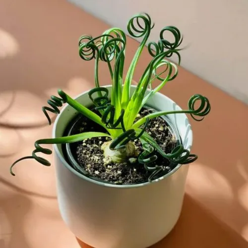 Vista 2 de Albuca - Planta viva en maceta de 4 pulgadas, frizzle chisporroteando suculenta, planta de albuca de hoja rizada para cultivo en interiores